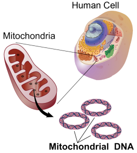 Mitochondria