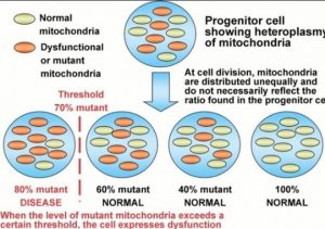 Mito Dysfunction/Disease